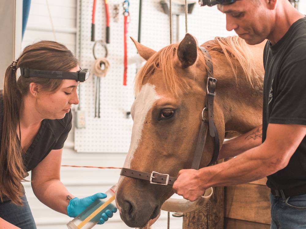 syllabus-midwest-equine-dental-academy